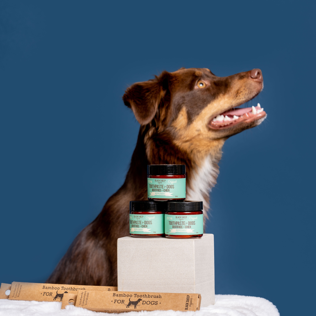 dog tooth paste products with dog model
