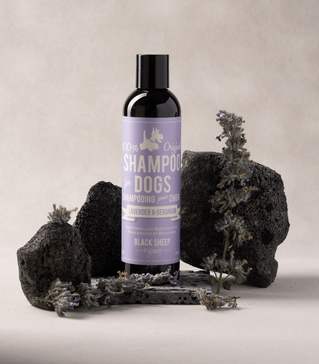 Lavender Dog Shampoo for Sensitive Skin | Calm & Gentle Care