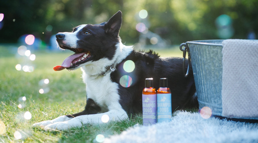 Dog Grooming Tips: Making Bath Time Less of a Battle and More of a Bond