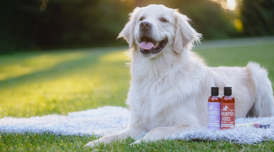 Dog Flea Shampoo: Natural Solutions for a Happy, Healthy Pup