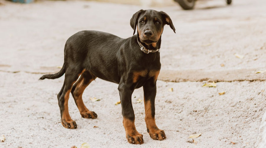 Home security dog breeds for a safer and happier house