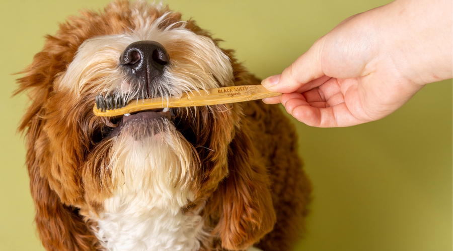 Can I Use Regular Toothpaste on My Dog? Risks and Safe Alternatives