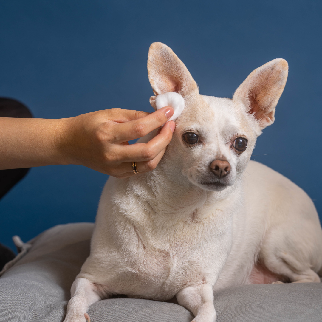 The veterinary is trying to clean Chihuahua's ears