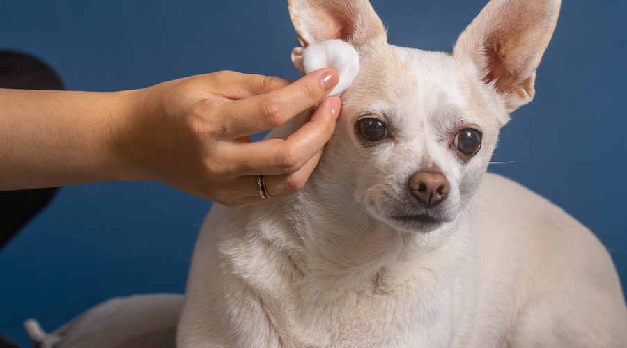 How to Treat a Dog Ear Infection Without a Vet
