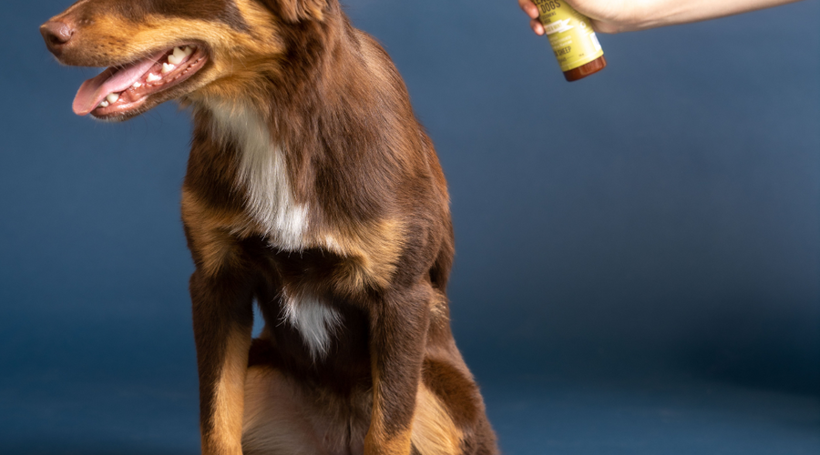 Homemade Dog Anti Itch Spray: Gentle Relief for Your Canine Companion