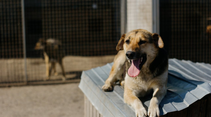 Senior dog returned to shelter: Understanding the journey and how to help