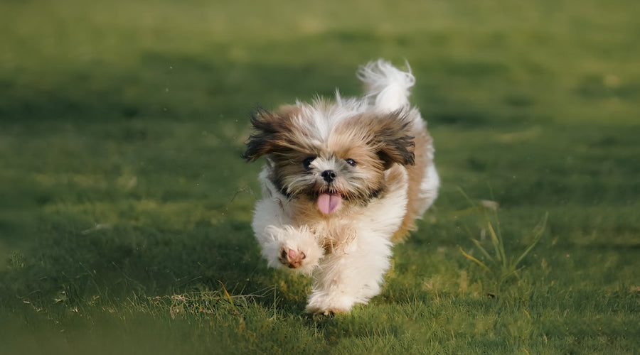 Gentle Teacup Dog Breeds: Your Tiny Companion Guide