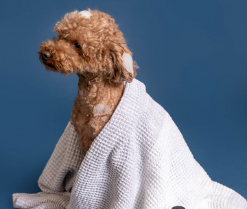 Can You Use Human Shampoo on Dogs? Let's Rinse Out This Myth