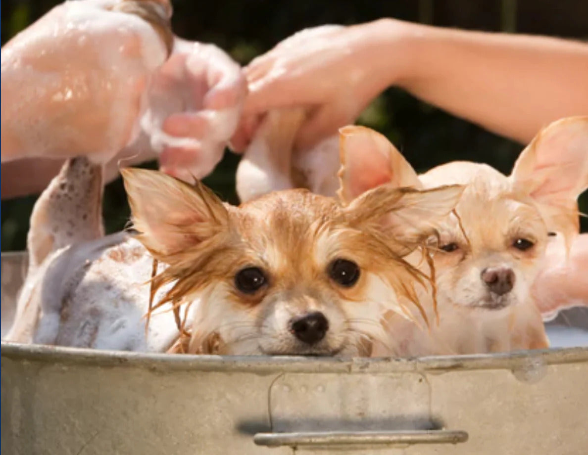 Beyond the Shivers: Can a Warm Bath Be a Treat for Your Dog?