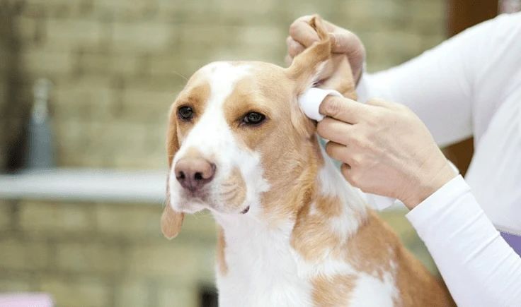 Apple Cider Vinegar for Dog Ears: A Safe & Effective Solution