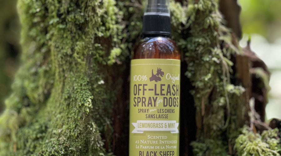 Are Pet Deodorizers Safe for Dogs?