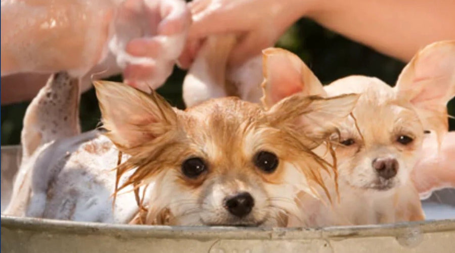 Ideal Dog Bath Temperature: Do Dogs Like Warm baths?