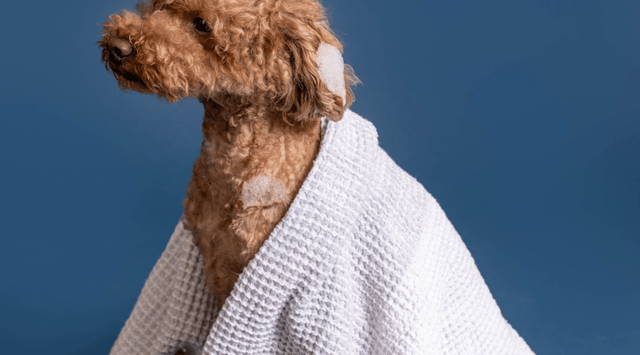 Can You Use Human Shampoo on Dogs? (Safety Guide & Risks)