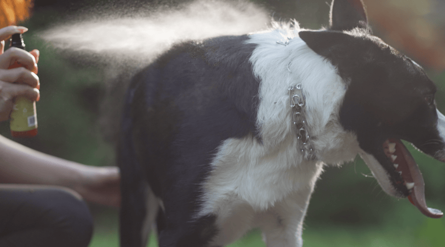 Can Dogs Get Fleas from Grass & Outside? (Risks & Prevention)