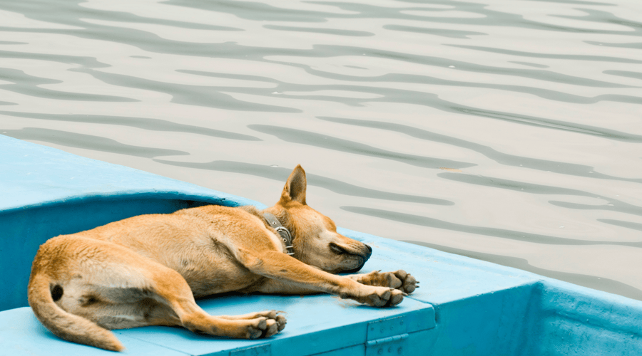 Do Dogs Like Being Clean After a Bath?