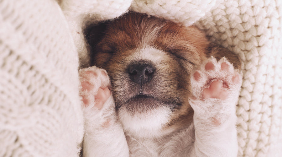 How to Clean a Dog Paw Wound Safely at Home