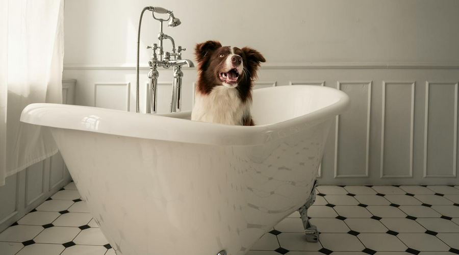 How to Give a Dog a Bath: A Stress-Free Guide to Clean, Healthy Skin