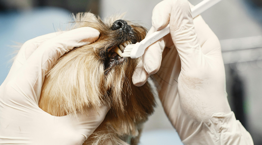 Dog Toothpaste Recipe: A Natural Way to Keep Your Pup's Smile Bright