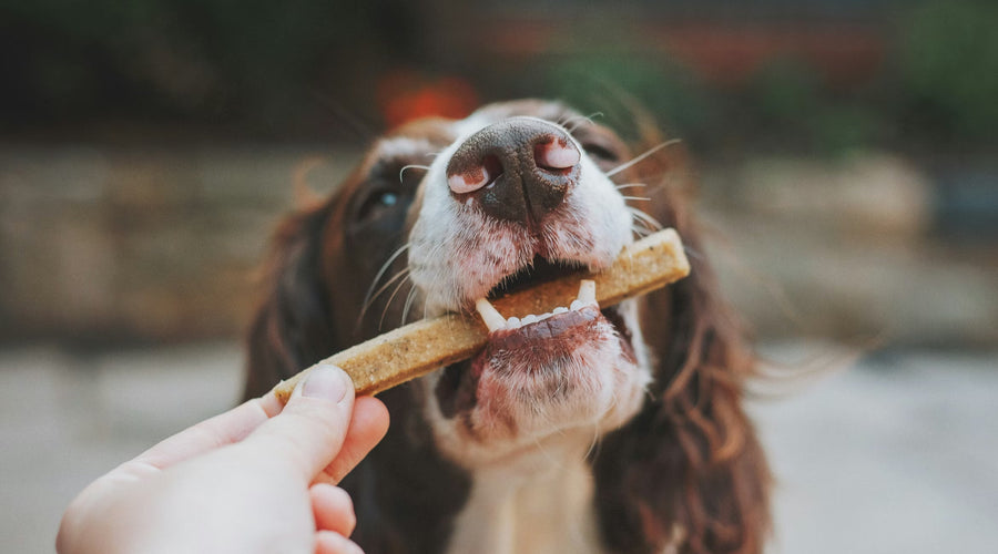Dog Dental Chews vs. Toothpaste: What's Best for Your Canine's Oral Health?