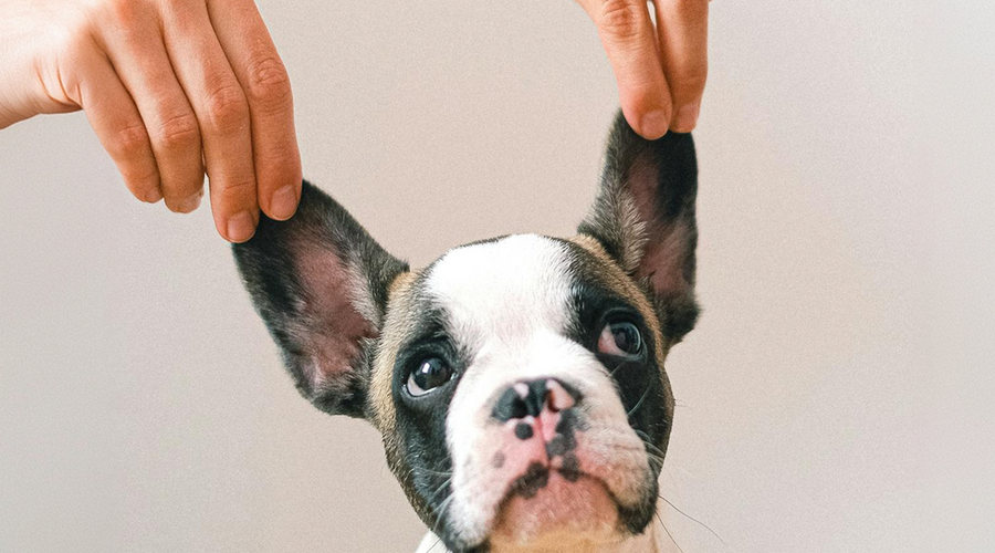 Dog Ear Wash: Gentle & Effective Canine Ear Care