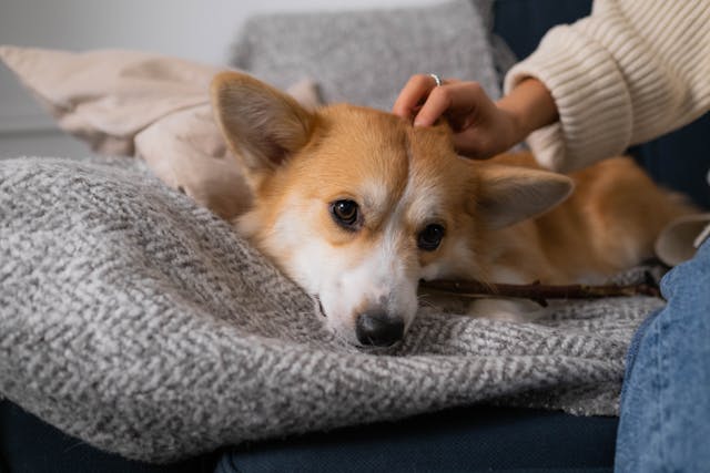 DIY Dog Ear Cleaner: Gentle Care for Happy Pups
