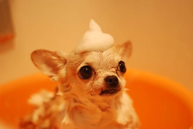 The Best Smelling Dog Shampoo That Lasts (Naturally)
