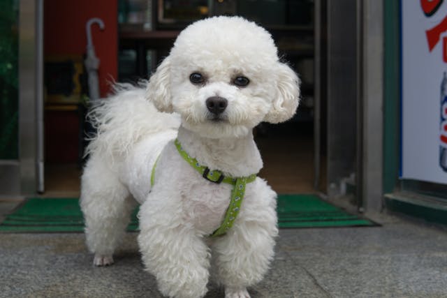 How to Stop Dog Shedding: A Natural Guide to Managing Fur