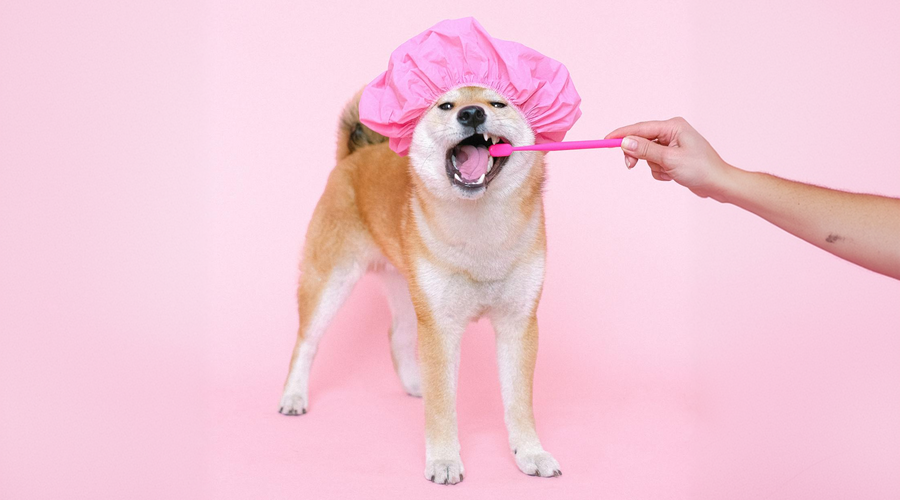 Dog Teeth Cleaning: A Practical Guide to Canine Oral Health