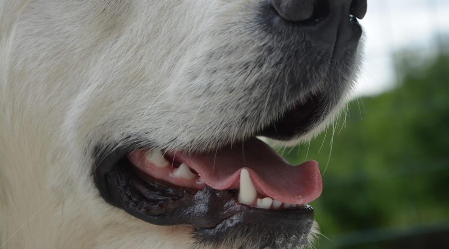 How Often to Brush Dog Teeth: A Simple Guide for Pet Owners