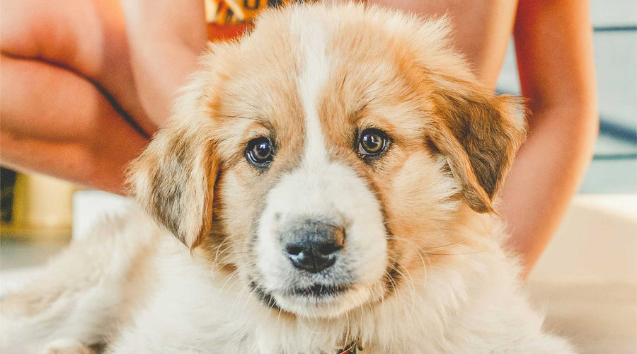 How Do I Keep My Dog’s Fur Clean Between Baths?