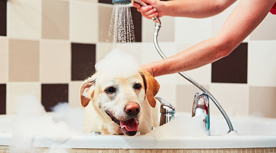 How to Bathe & Clean a Senior Dog: 7 Safe Grooming Tips