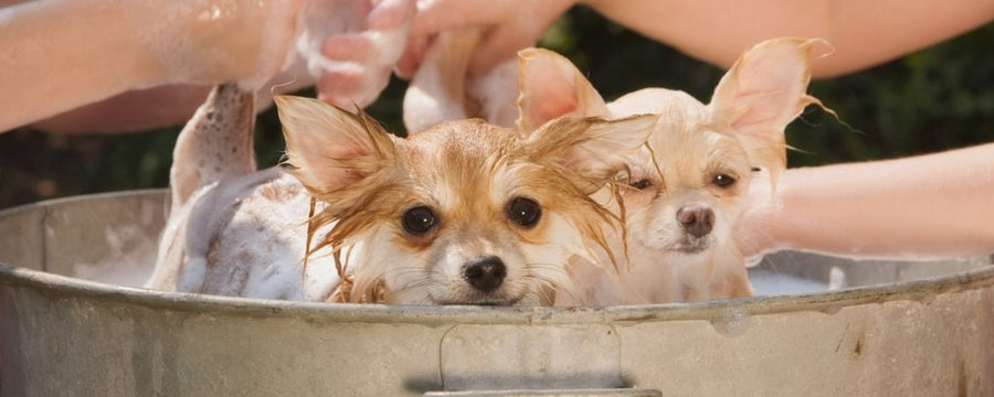 How Often Should I Bathe My Dog? A Complete Guide to Pet Hygiene