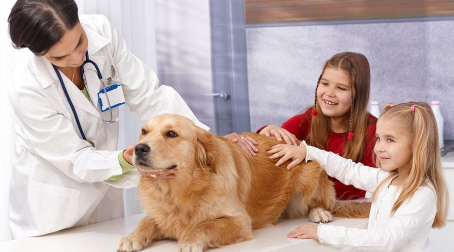 How to Care for Aging Dogs: Tips and Treats for Older Pets