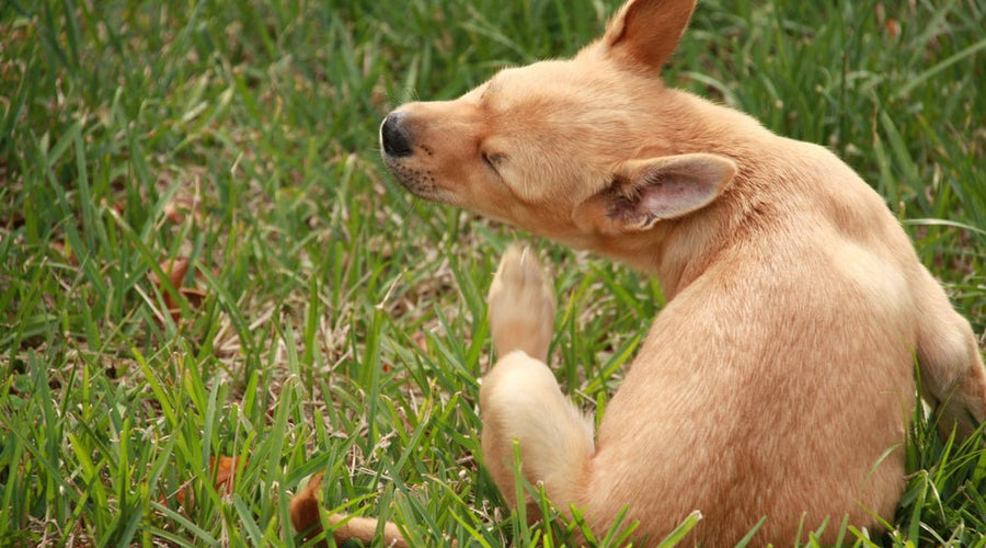 Home Remedies for Dog Ear Infections (Coconut Oil & More)