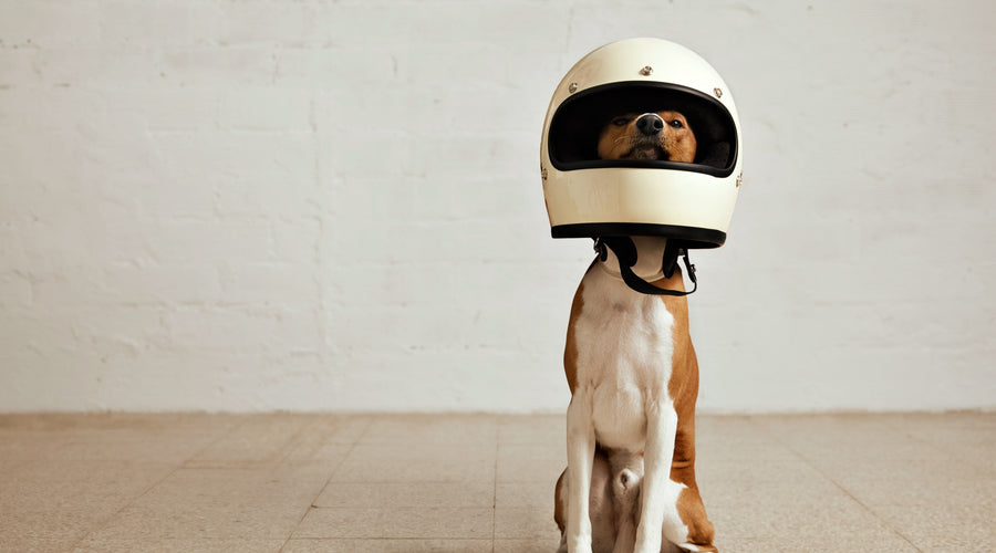 How to Clean Dog’s Ears at Home Naturally: A Step-by-Step Guide