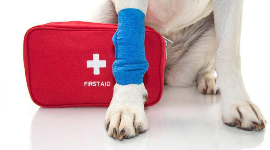 How to Clean a Dog Wound: Can You Use Alcohol or Peroxide?