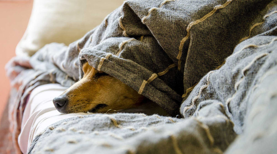 How to Comfort Your Dog When They Are Sick: Tips and Remedies