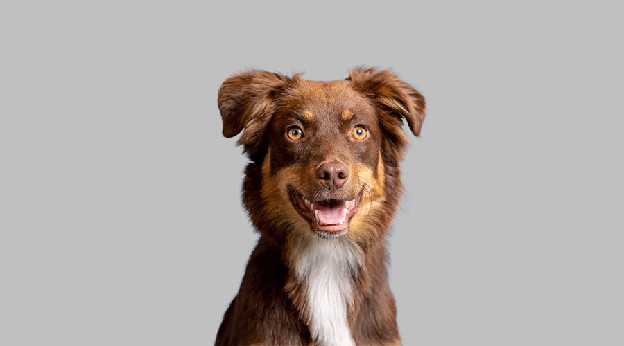 How to Get Rid of Dog Hair in Your House: A Complete Guide