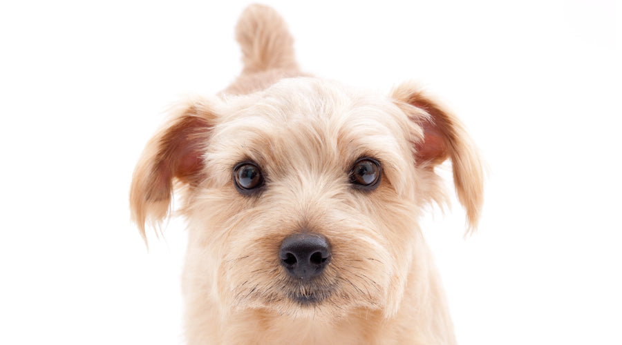 Smelly Dog? 6 Natural Home Remedies That Actually Work