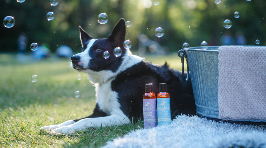 How to Groom a Dog for Beginners?