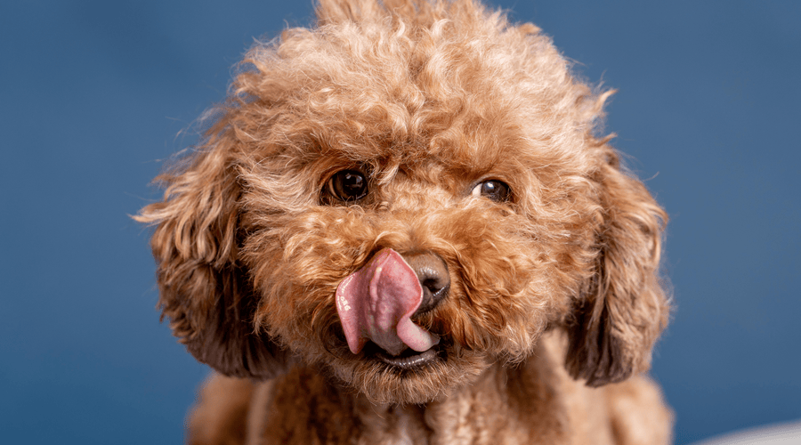 How to Make Easy DIY Enrichment for Dogs?