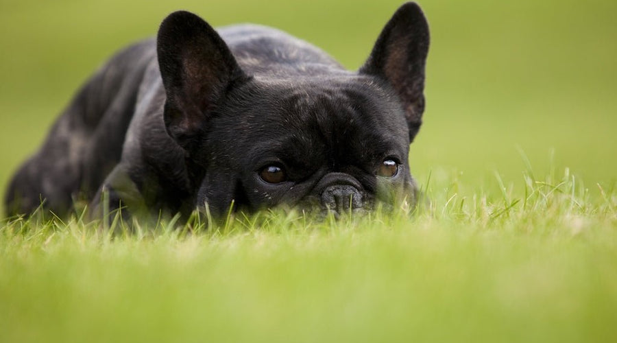 How to Prevent Flea for Dogs: Vet-Approved Tips