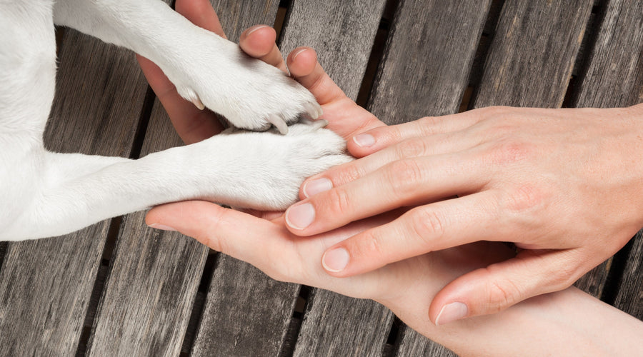 How To Safely Trim, Clip, And Cut Your Dog's Nails