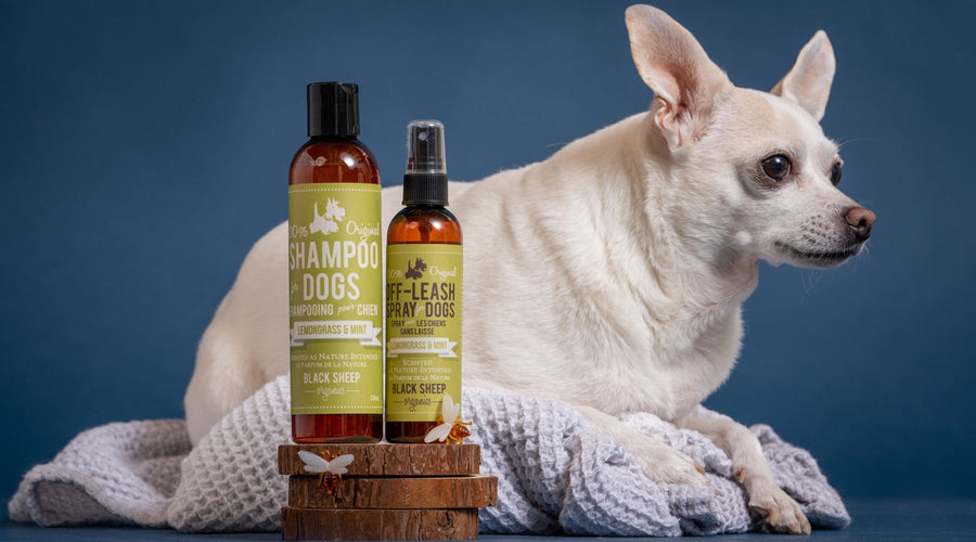 Can I Use Human Shampoo on My Dog? Understanding Skin Health
