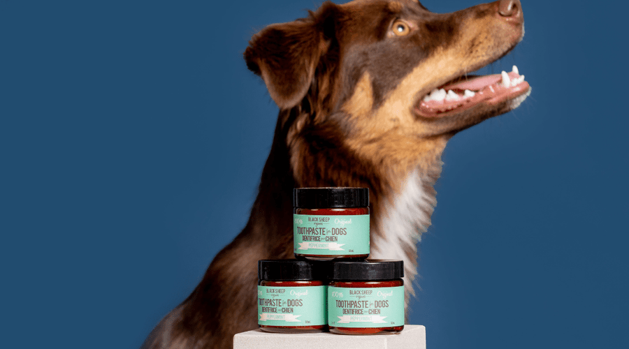 Dog Toothpaste for Puppies: A Gentle Start to Lifelong Oral Health