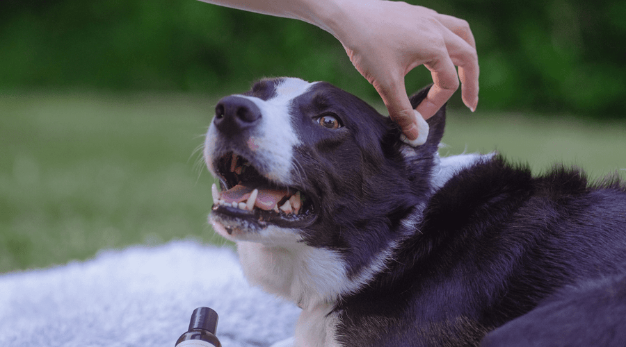 Dog Ear Cleaner Solution: A Simple Guide to Keeping Your Pup’s Ears Fresh
