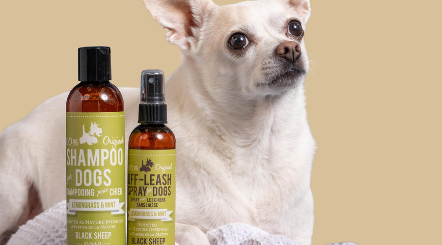Deodorizing spray for dog: A simple guide to keeping your pup fresh between baths