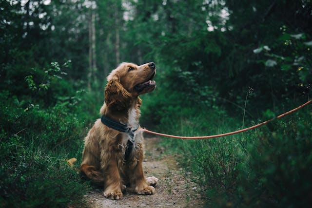 Dog Fly Spray: Natural Solutions for Outdoor Comfort