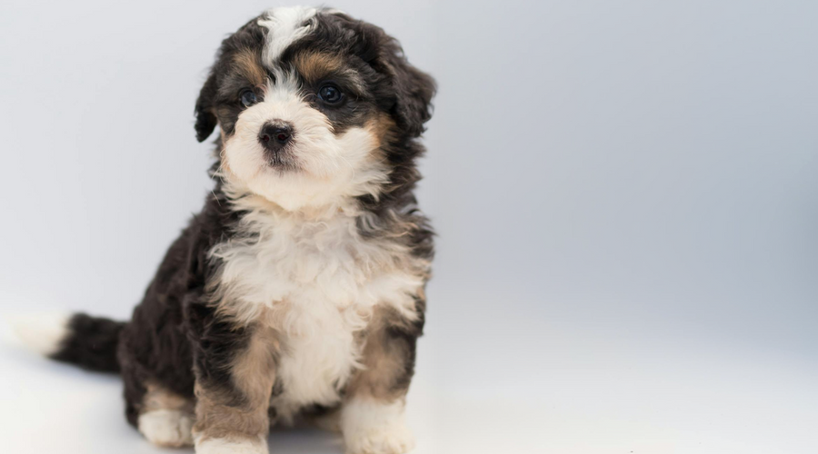 Puppy Care Guide Week by Week: Welcoming Your New Best Friend
