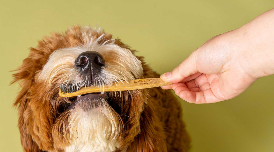 Reducing Pet Care's Carbon Footprint —— Bamboo Toothbrush for Dogs